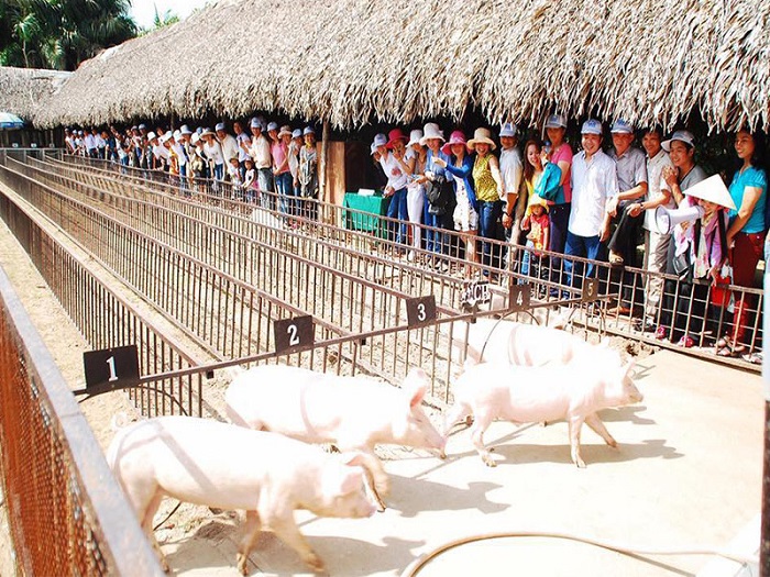 đua lợn tại khu du lịch Mỹ Khánh