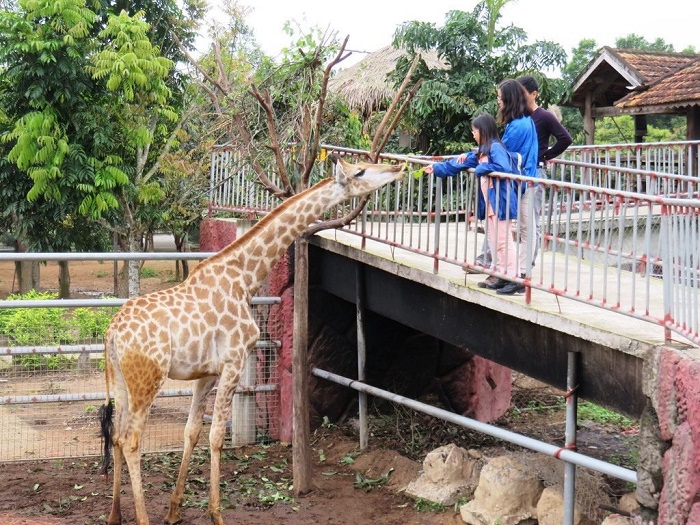 Tham quan vườn thú với những loài động vật hoang dã khu du lịch Suối Tiên Sài Gòn