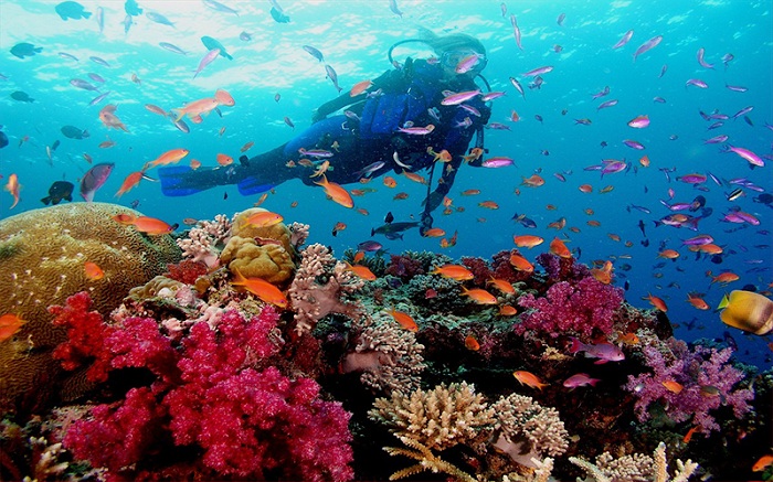 Đi Phú Quốc mùa nào đẹp để lặn ngắm san hô