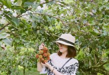 Khám phá thánh địa trái cây Lái Thiêu – điểm đến không nên bỏ qua khi đến với Bình Dương