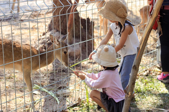 Tham quan vườn thú Mini Zoo Suối nước nóng Bình Châu Vũng Tàu 