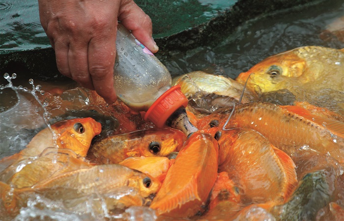 cho cá bú bình khu du lịch Yang Bay Nha Trang