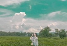 Du lịch đồi chè Long Cốc – ‘tiên cảnh chốn nhân gian’ của vùng đất Tổ vua Hùng