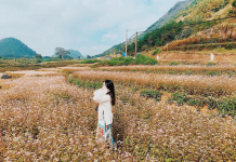 Khám phá thung lũng Sủng Là – ‘ốc đảo hoa’ đẹp ngỡ ngàng giữa cao nguyên đá thung lũng Sủng Là Hà Giang