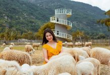Khám phá đồng cừu Suối Tiên – điểm check in siêu HOT được giới trẻ săn lùng tại Khánh Hòa đồng cừu Suối Tiên Khánh Hòa