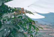 Top 10+ những điều cần biết khi đi du lịch Sapa không thể bỏ qua