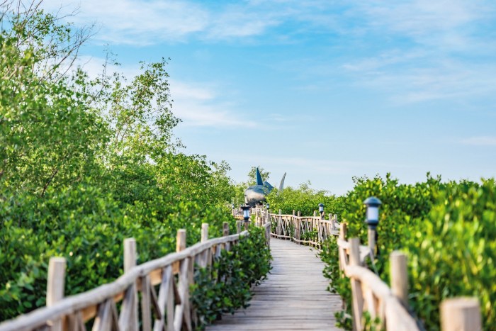 kinh nghiệm du lịch Đồi Rồng Hải Phòng tại con đường xuyên rừng ngập mặn