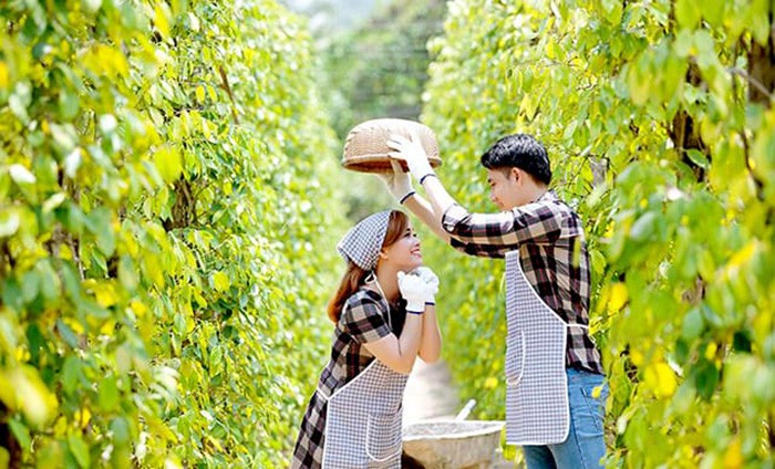 Khám phá vườn tiêu Phú Quốc