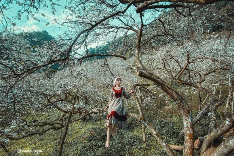 Rừng Mơ