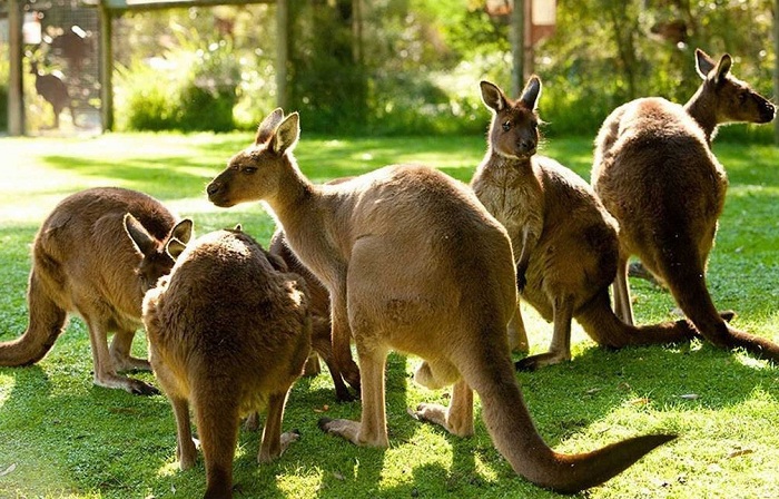 Tour du lịch Úc Kangaroos 
