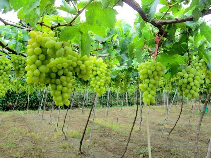 Vuon_nho_ninh_thuan