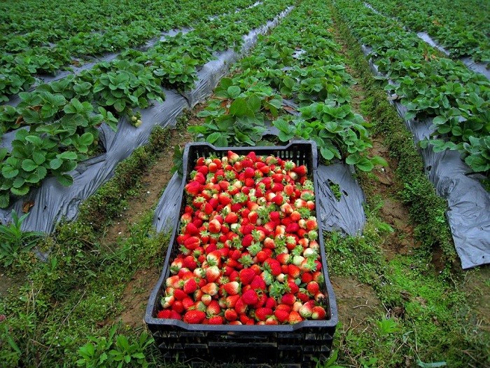 tour Đà Lạt 2 ngày 3 đêm - Vườn dâu tây