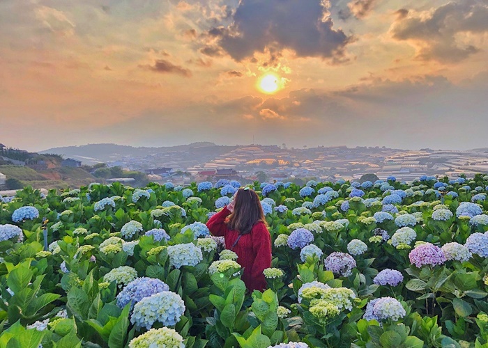 tour Đà lat 3 ngày 2 đêm cánh đồng hoa cẩm tú cầu