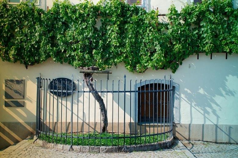 Old Vine House