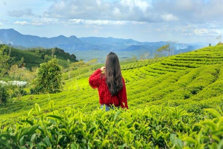 Đồi chè Cầu Đất