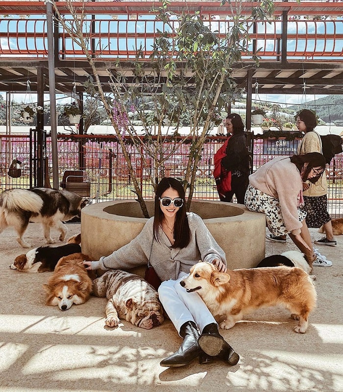 Vui chơi ở trang trại cún Puppy Farm 