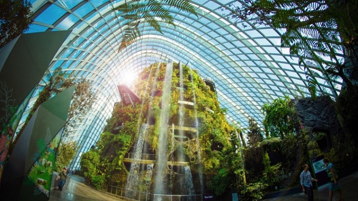 Cloud Forest 