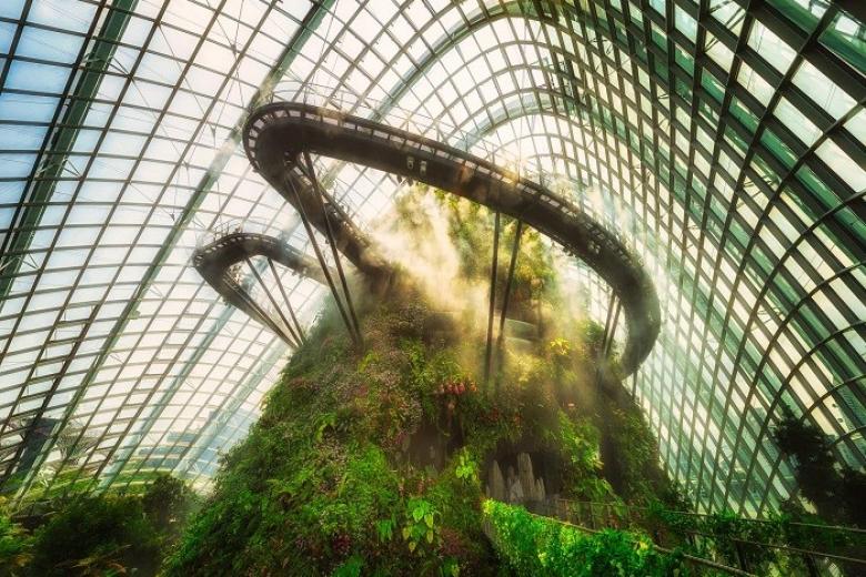 Cloud Forest