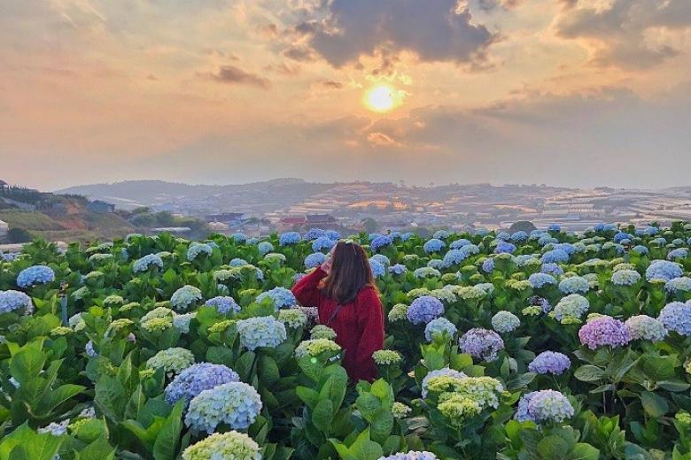 Vườn hoa cẩm tú cầu Đà Lạt
