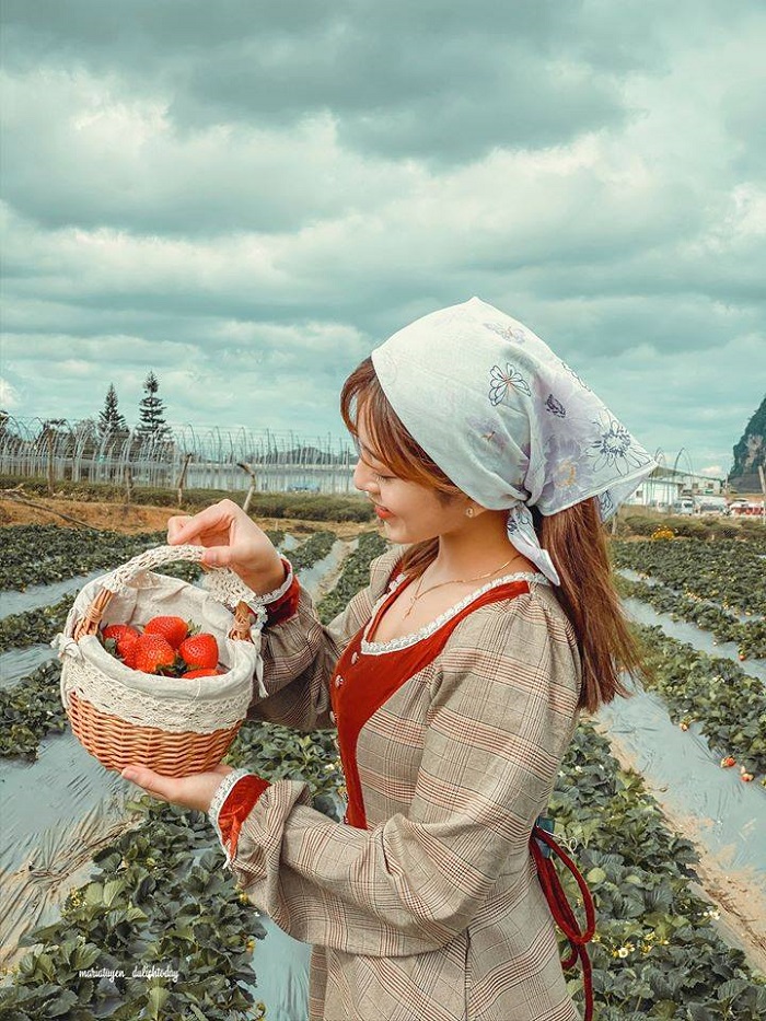 Trải nghiệm hái dâu ở Đà Lạt