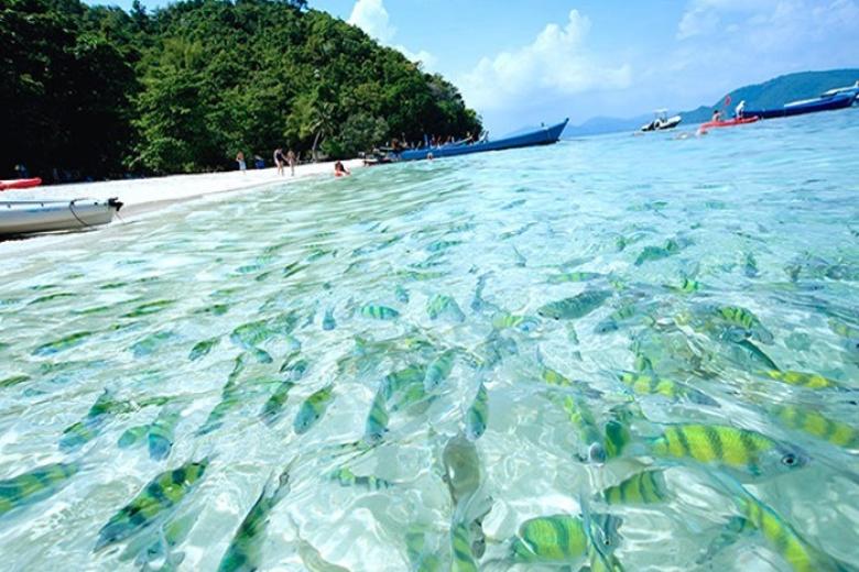 Thế giới đại dương ở đảo Coral
