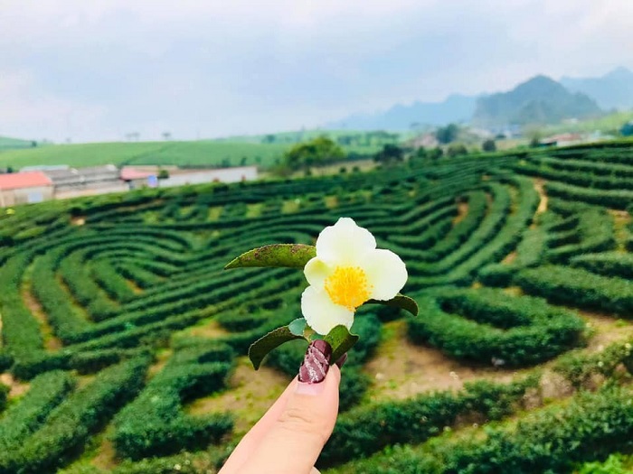 Tour miền bắc 4N3Đ từ Hồ Chí Minh check-in đồi chè Mộc Châu