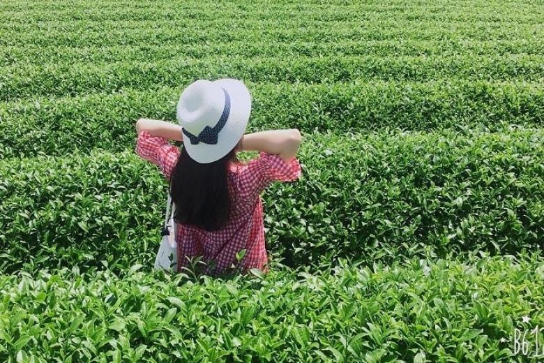 Đồi chè Mộc Châu
