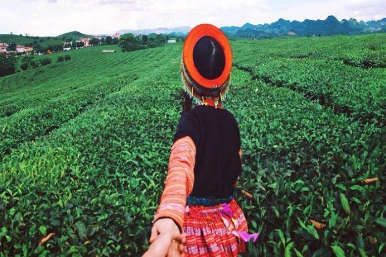 Đồi chè Mộc Châu