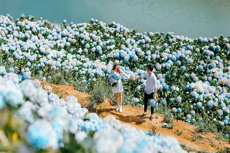 Vườn hoa cẩm tú cầu