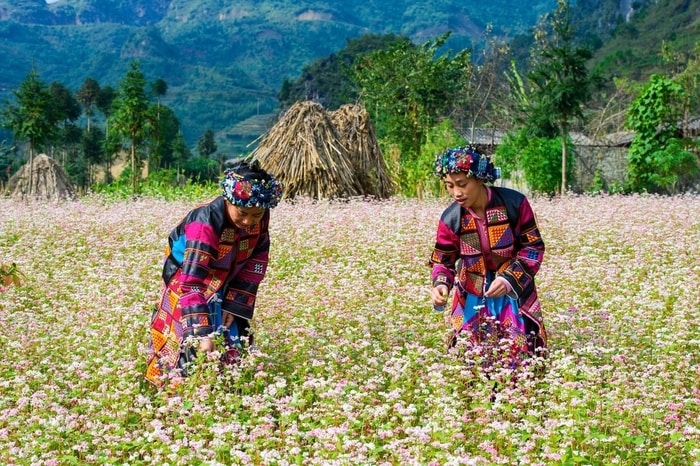 Hà Giang mùa hoa tam giác mạch