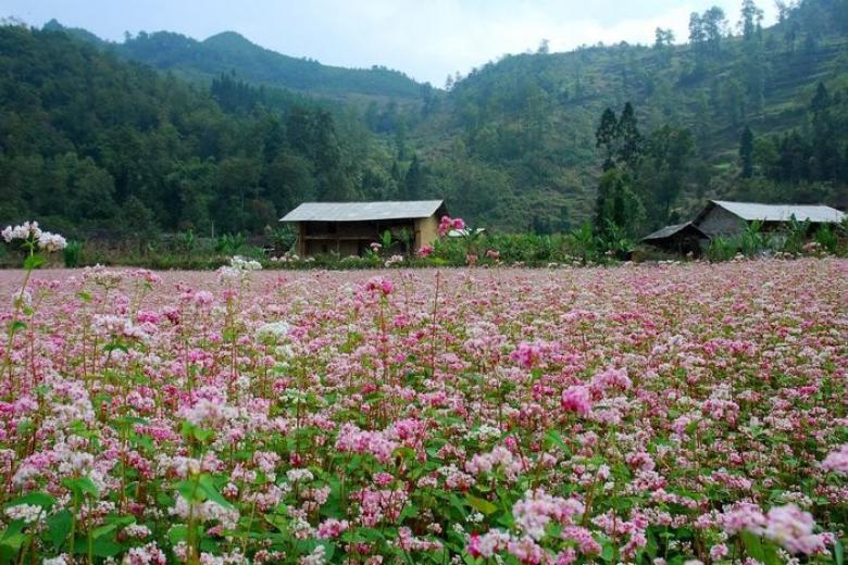 Mùa hoa tam giác mạch