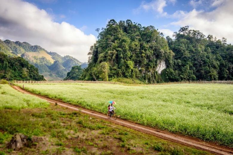 Mộc Châu mùa hoa cải