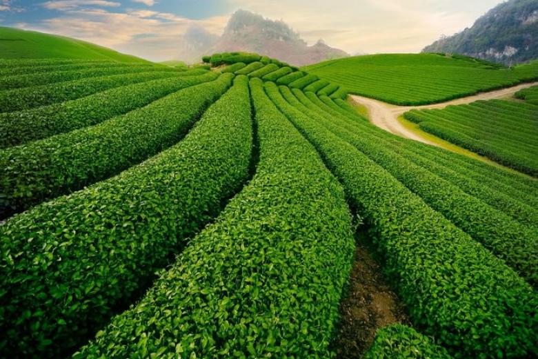 Đồi chè trái tim
