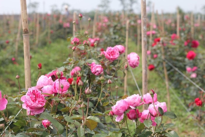 Thiên viện Trúc Lâm Đà Lạt