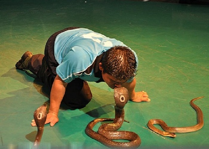 Trại Rắn Hoàng Gia Thái Lan