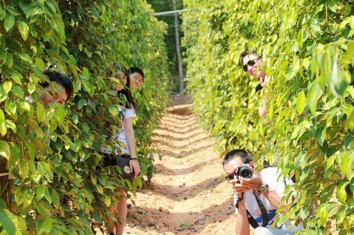Tham quan vườn tiêu trong chuyến tour du lịch Phú Quốc 3N3Đ từ HCM giá rẻ