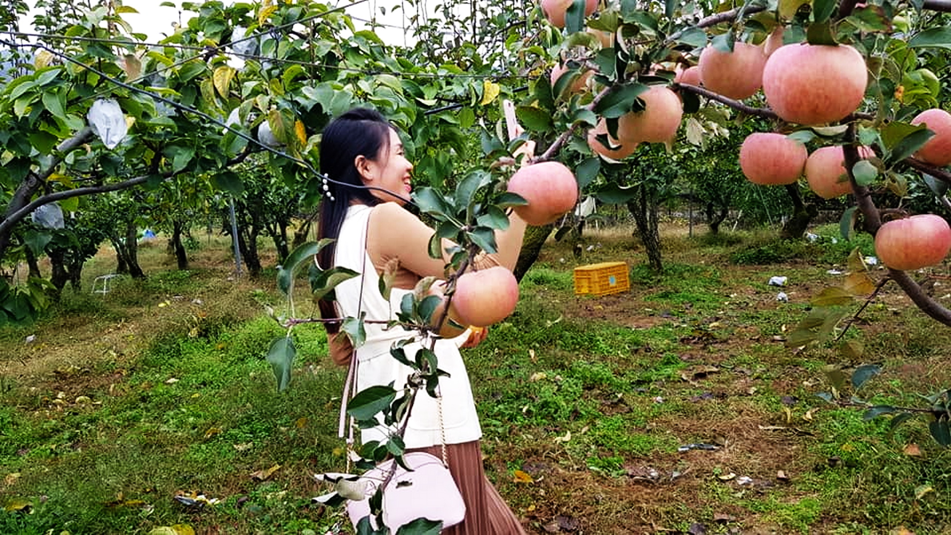 Hái táo trên đảo Nami