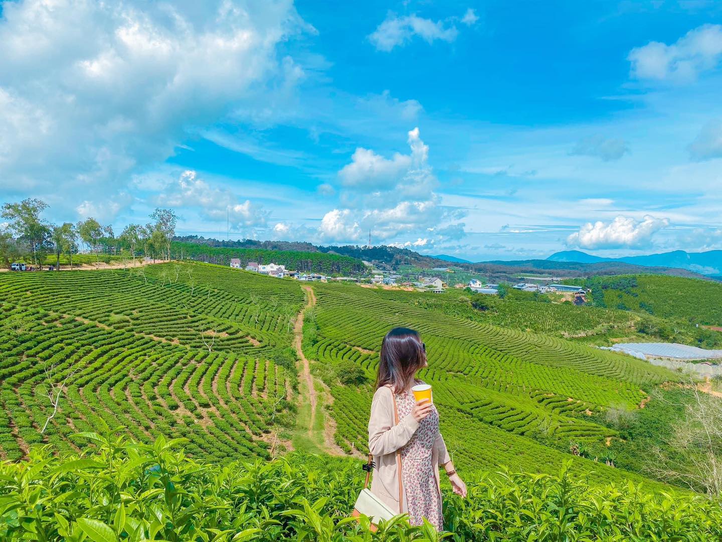Đồi chè Cầu Đất - Đà Lạt