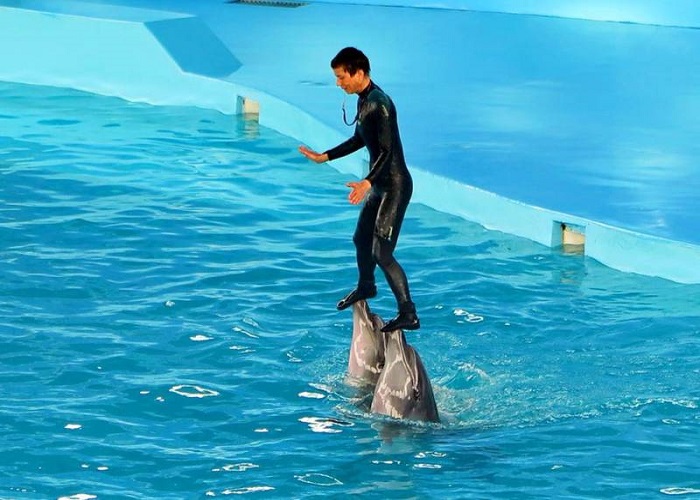 Tour Hạ long 2 ngày 1 đêm xem show biểu diễn cá heo