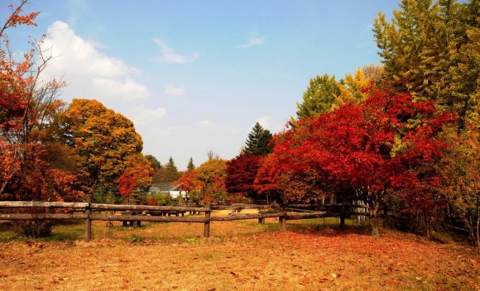 nami-island-korea
