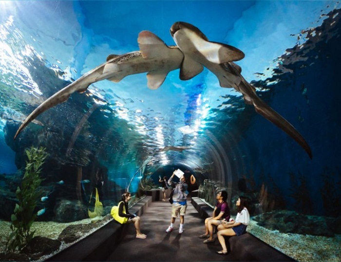 Tour tham quan vịnh Nha Trang 1N khám phá thủy cung Trí Nguyên
