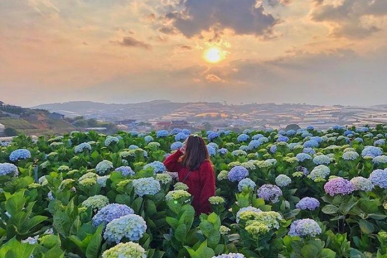 Cánh đồng hoa cẩm tú cầu