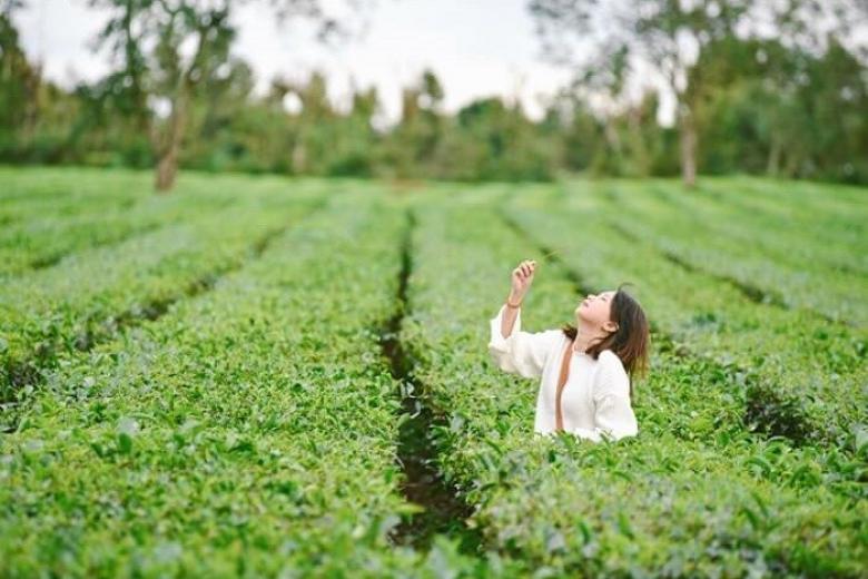 Đồi chè Gia Lai