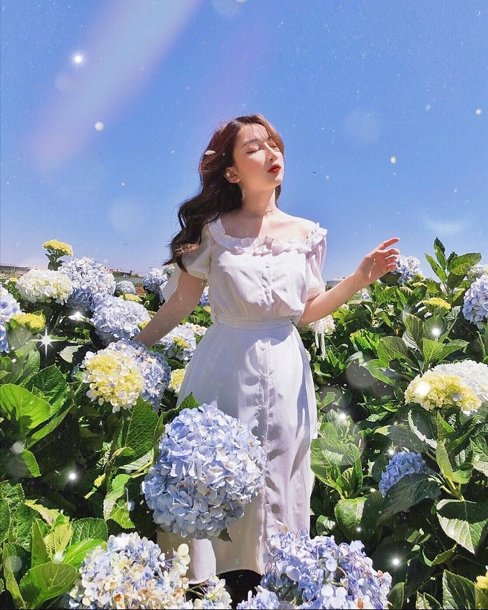 Sống ảo ở cánh đồng hoa cẩm tú cầu