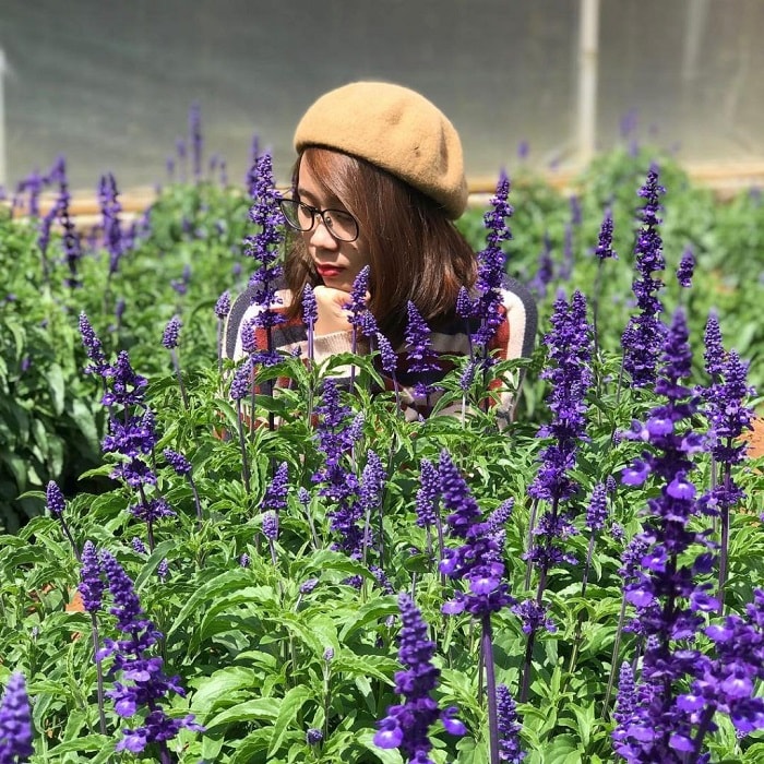 Tham quan làng hoa Vạn Thành