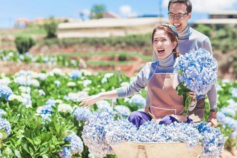 Cánh đồng hoa cẩm tú cầu