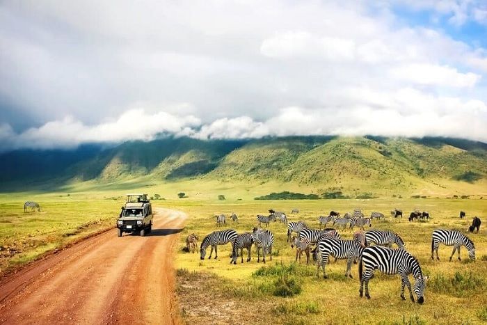 Serengeti là địa điểm không nên bỏ lỡ khi tham gia tour du lịch Tanzania 