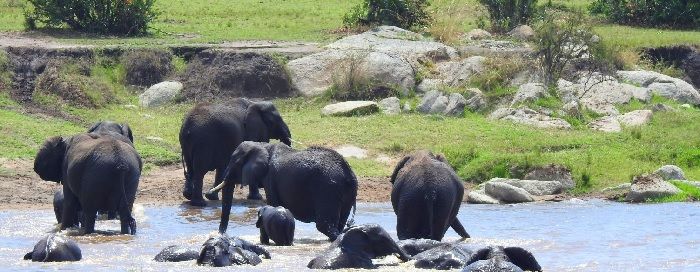 Tarangire là nơi tập trung nhiều loài động vật hoang dã