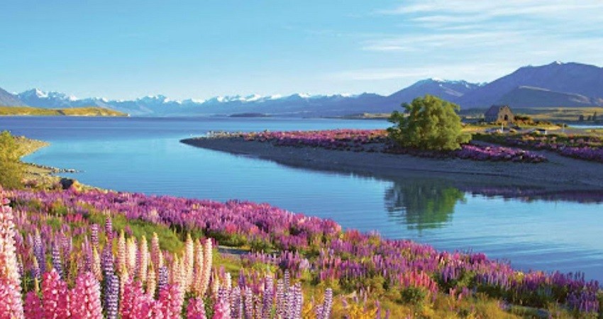 Hồ Tekapo Hồ Tekapo
