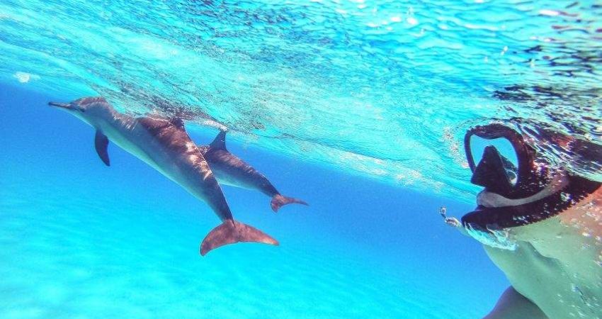 lặn biển ngắm cá heo tại Hurghada
